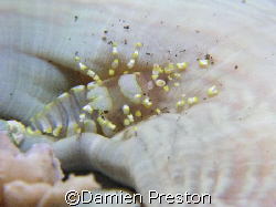 Bumble Bug, Coral Garden Tulamben Bali, Olympus C5050. Fo... by Damien Preston 